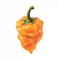 honeystickers_Bibliothek_Habanero_03